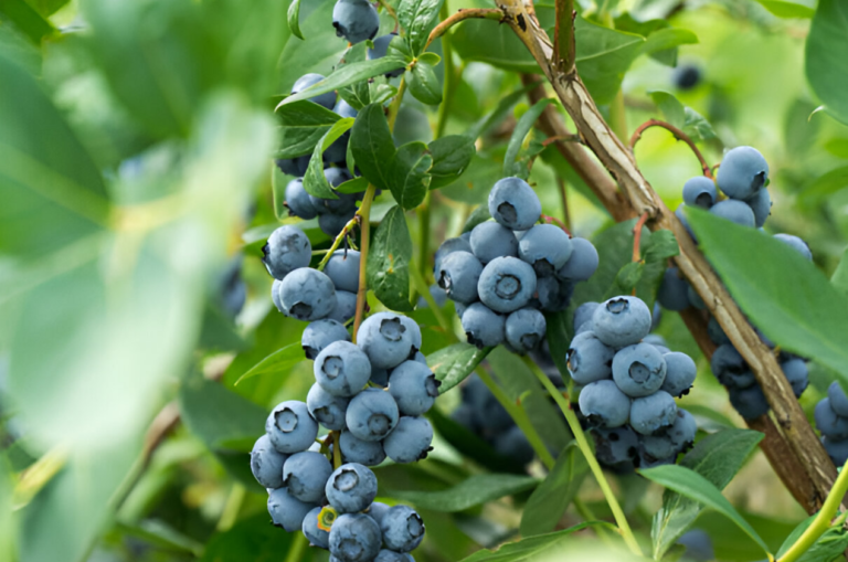 Blueberry varieties by region