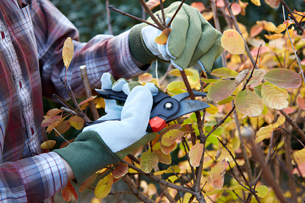 Garden plants to leave unpruned during fall for winter protection