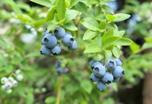 Best blueberry varieties for beginners