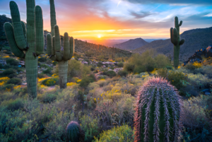 Cactus plant care