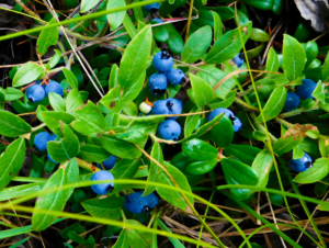 Blueberry bushes for small gardens