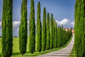 Must-Plant Trees for Driveway Lined with Evergreen Trees