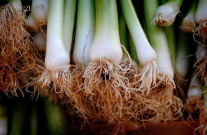 Identifying wild onions vs poisonous look-alikes like Death Camas