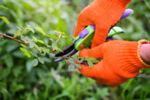 Avoid pruning spring-blooming shrubs in fall