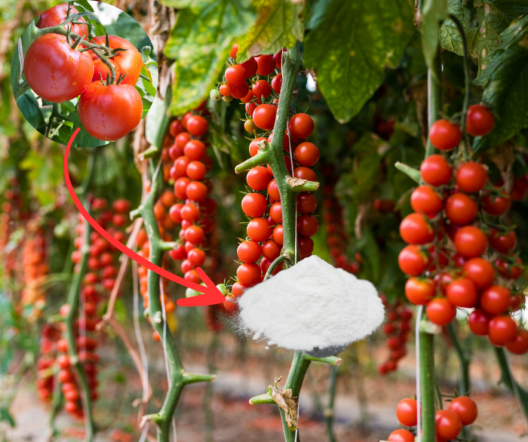 Baking soda is a gardener’s best friend for natural plant care