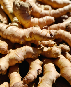 Fresh ginger rhizomes ready to be planted in a pot