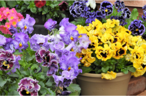 Various types of pansies with unique colors and patterns