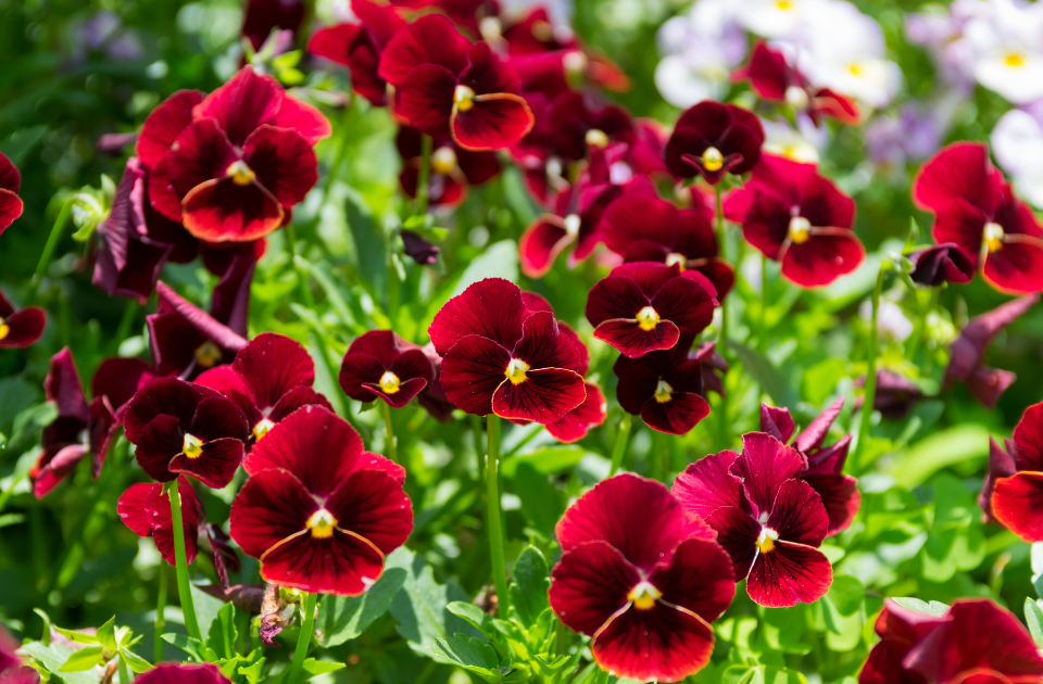 Vibrant pansies blooming in a colorful garden