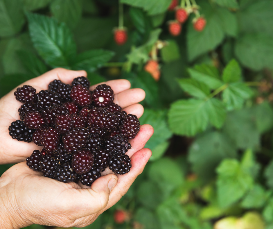 Blackberry Plants growing in a garden