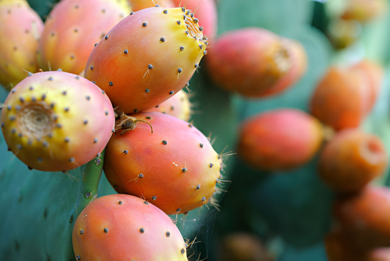 Prickly pears growing on Opuntia cactus plant