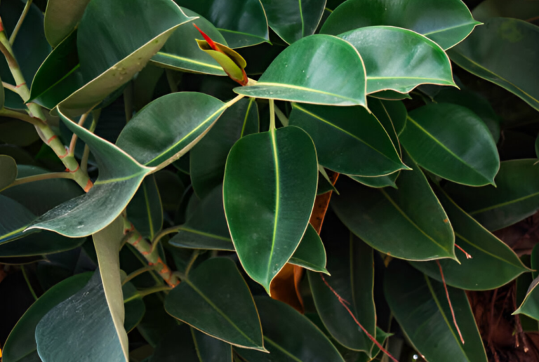 Rubber trees growing in a tropical plantation setting.