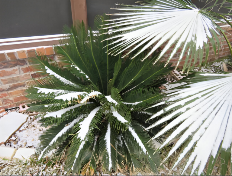 Mulch around the base of a palm tree for winter insulation