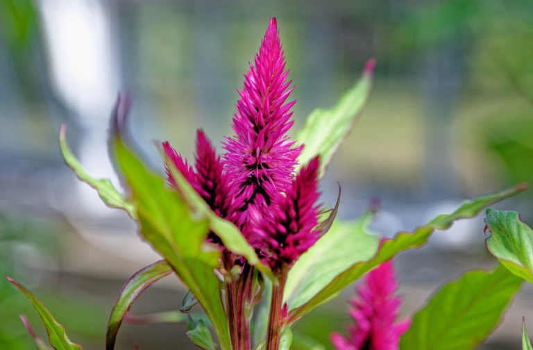 Vibrant Celosia flowers in a garden