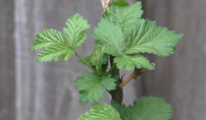 Caring for blackberry plants with proper pruning