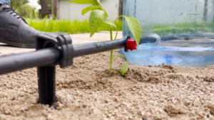 Vegetable crops watered using Chapin Bucket irrigation with drip emitters.