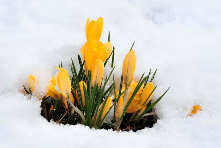 Pansies flowering plants that bloom during winter