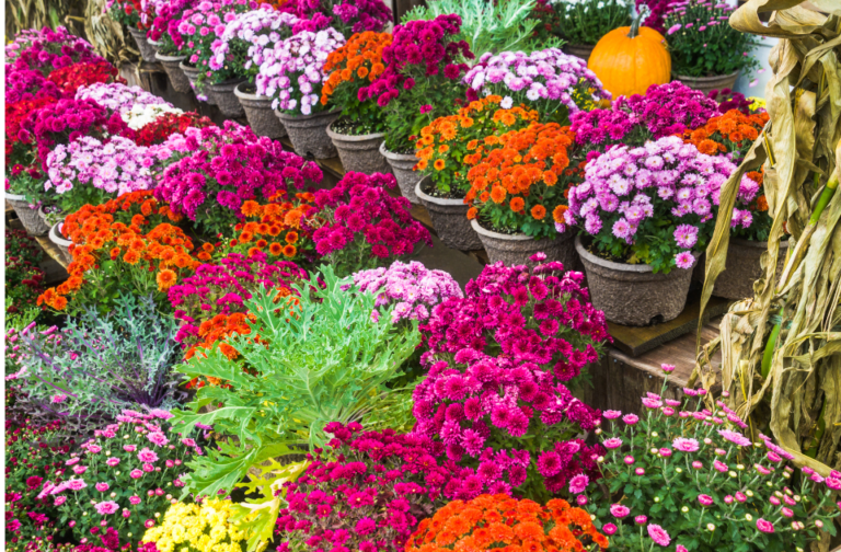 Vibrant garden mums blooming in a fall garden