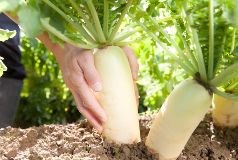 Grow radishes at home in containers