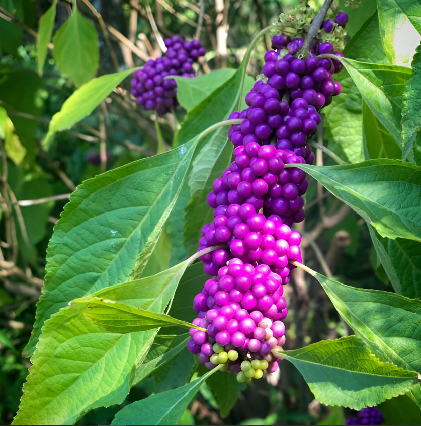 How to propagate American Beautyberries from seeds - step-by-step process