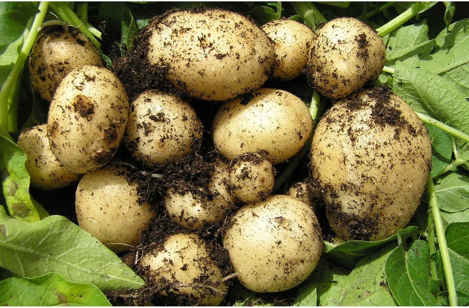 Growing potatoes at home