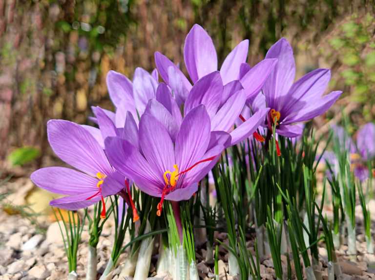 How to grow saffron in containers step-by-step guide