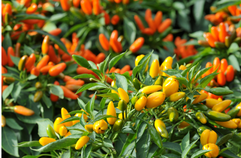 Colorful ornamental peppers growing in a garden bed