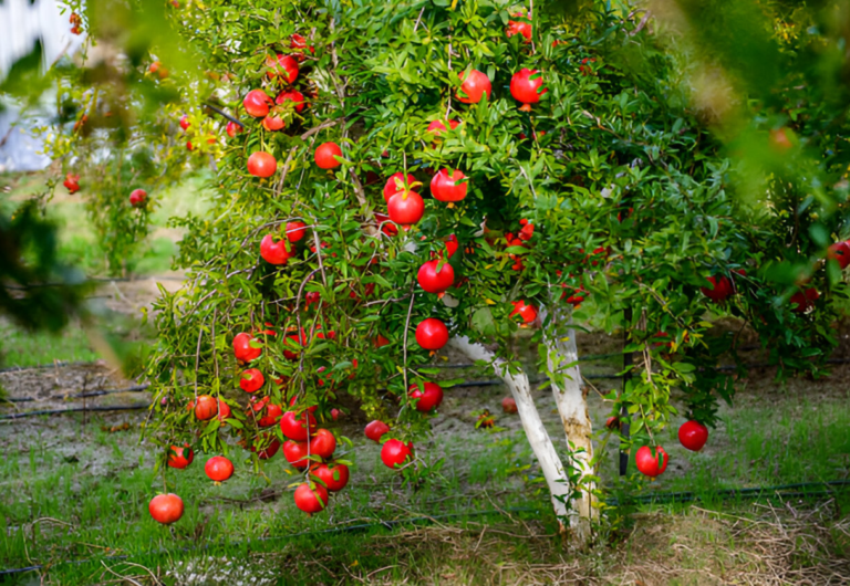 Pomegranate Tree with Ripe Red Fruits