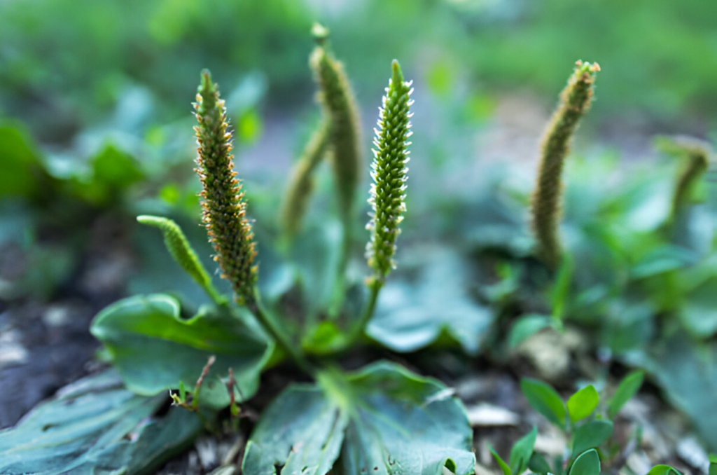 The Secret Power of Plantago Major - Medicinal Herb with Healing Benefits