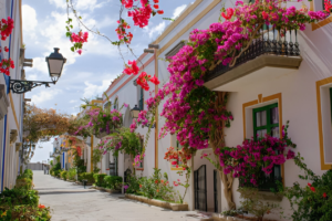 Bougainvillea plant care