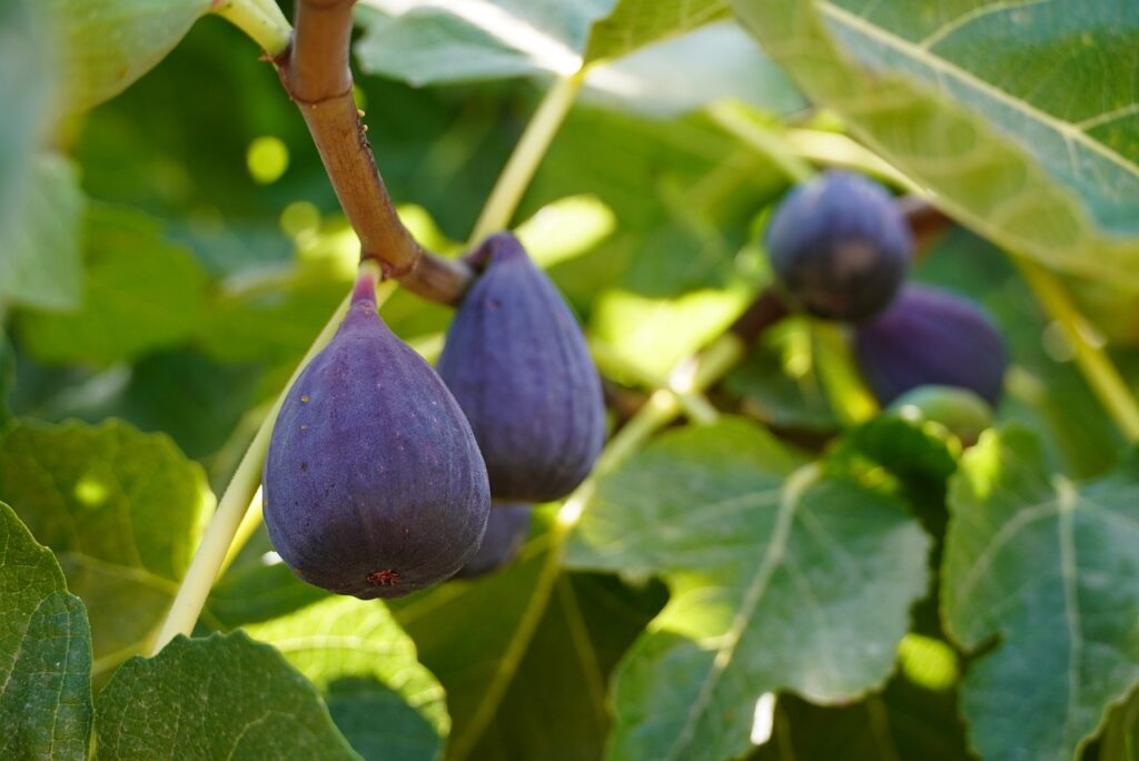 How to grow a fig tree from seed