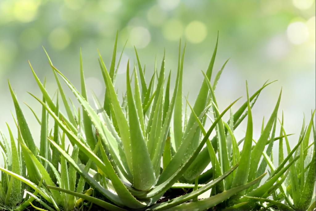 Benefits of Aloe Vera for skin and health