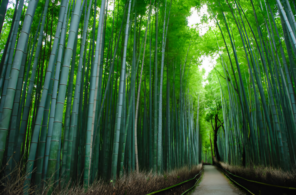 Bamboo can grow over 35 inches in a single day - rapid growth example