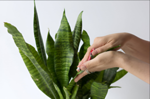 Health benefits of snake plant