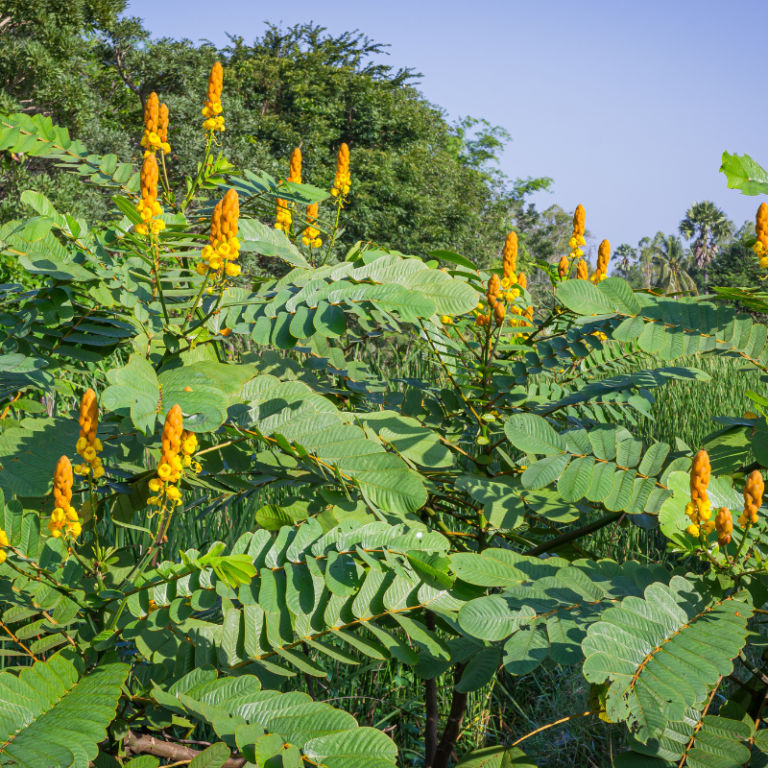 Senna alata plant with yellow candle-like flowers showcasing medicinal benefits