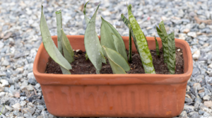 Snake plant care tips for low maintenance indoor plant