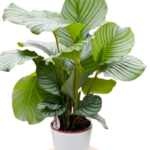 Calathea Orbifolia plant with silver-green leaves