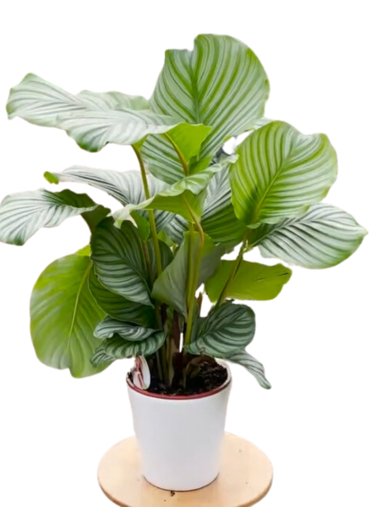 Calathea Orbifolia plant with silver-green leaves