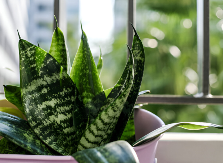 Benefits of snake plant for air purification and indoor health