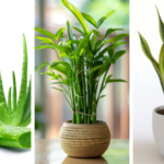 Aloe Vera Plant - Healthiest Indoor Plant with Healing and Air Purification Benefits