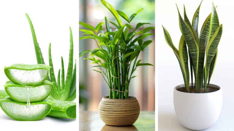 Aloe Vera Plant - Healthiest Indoor Plant with Healing and Air Purification Benefits