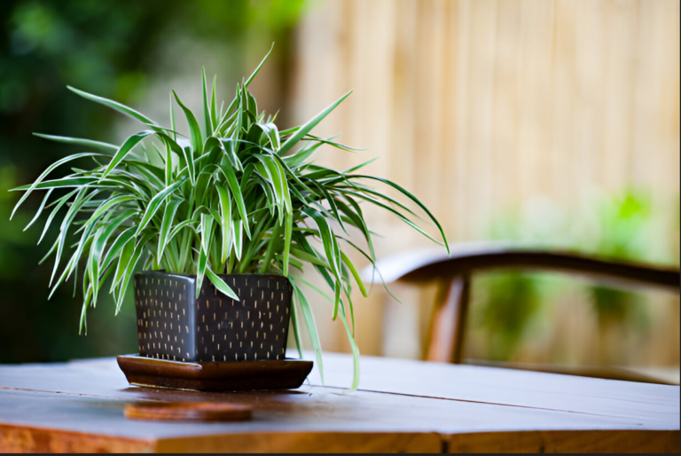 Spider plant with green and white striped leaves in a hanging pot