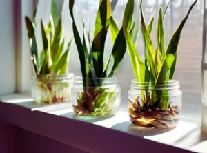 Propagating snake plants in water