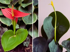 Comparison of two narrow-leaf Anthuriums