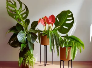 Indoor display of velvet-leaf plant