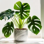 Monstera plant care indoors