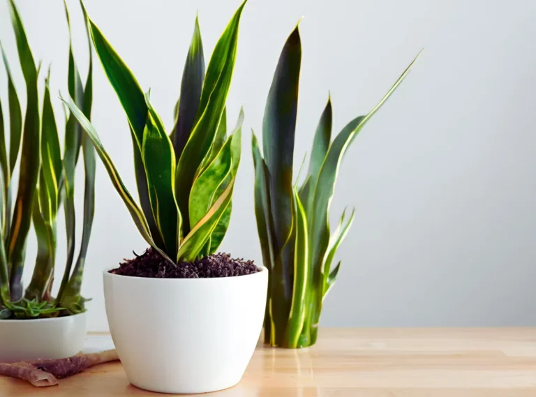 Snake plant propagation techniques