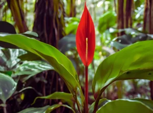 Tropical rainforest plant in habitat