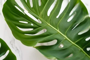 Monstera deliciosa close-up